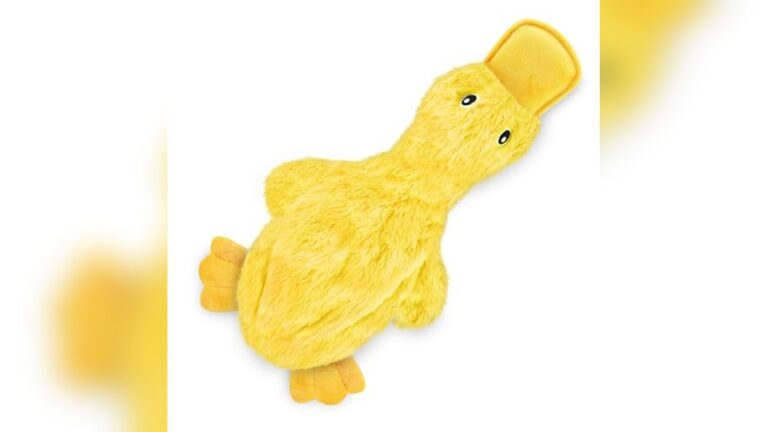 Best Squeaky Toy for Medium Dogs: Durable, Interactive, and Fun Choices