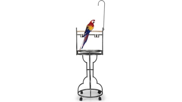Best Stand for African Grey (Stable) to Enhance Your Bird’s Comfort