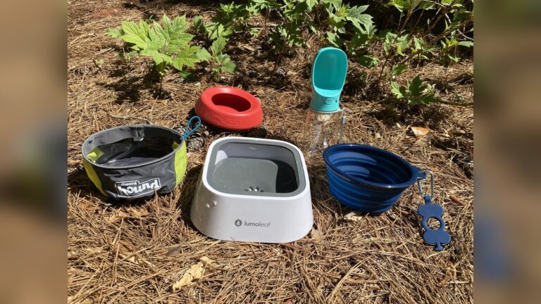 Best Travel Water Bowl for Cats: Top Picks for Hydrated Adventures