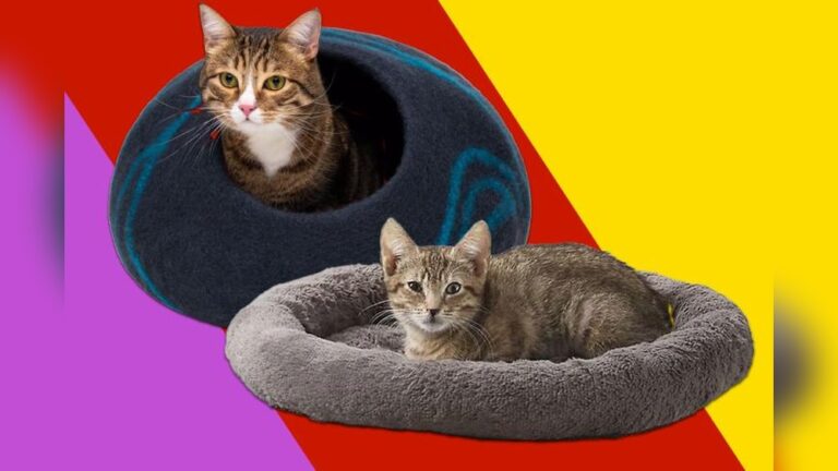 Best Washable Cat Bed: Ultimate Comfort and Easy Cleaning Guide