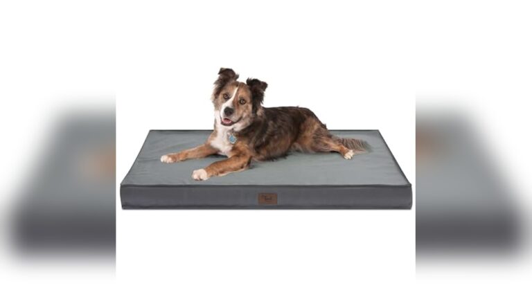 Best Waterproof Dog Bed for Outdoors: Top Durable Orthopedic Picks