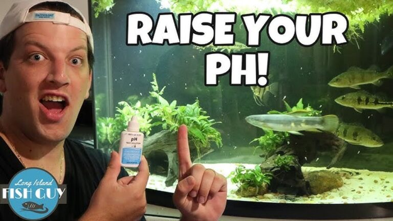 Best Ways To Raise The Ph Of Your Aquarium