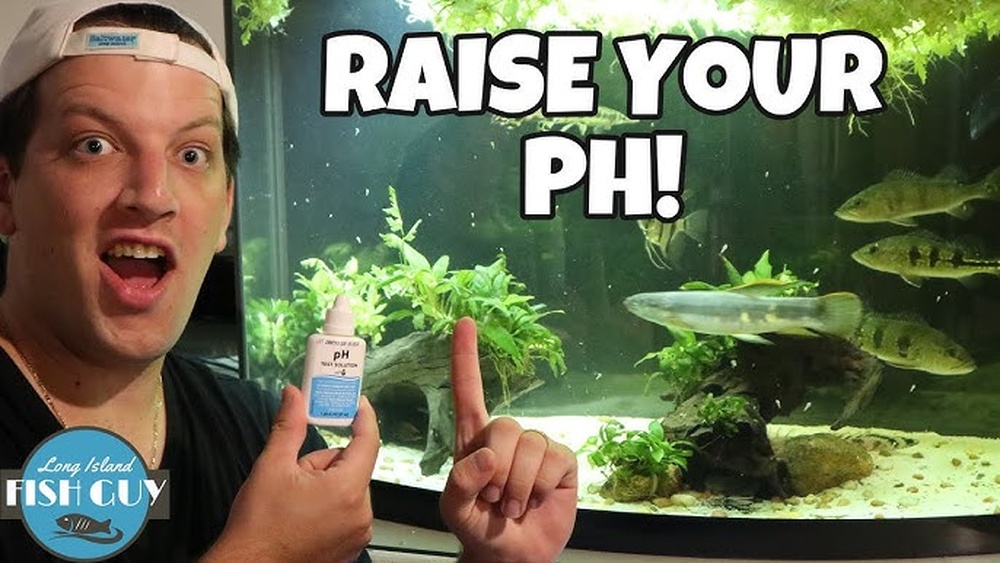 Best Ways To Raise The Ph Of Your Aquarium