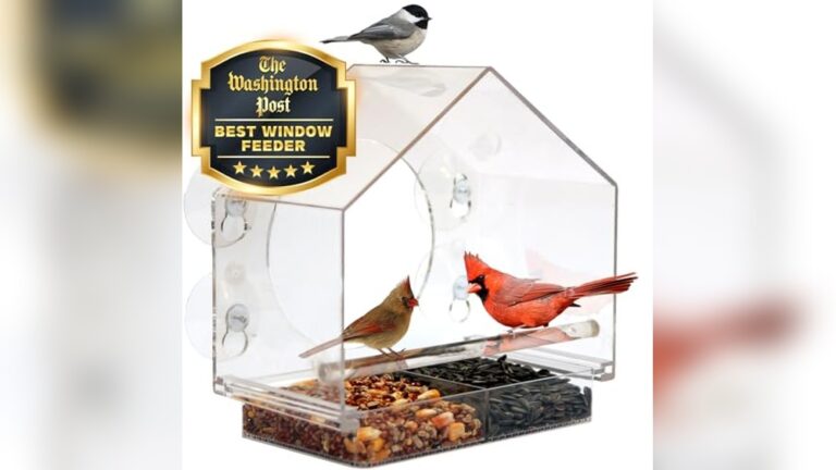 Best Window Bird Feeder (No-Mess) for Clean and Clear Birdwatching