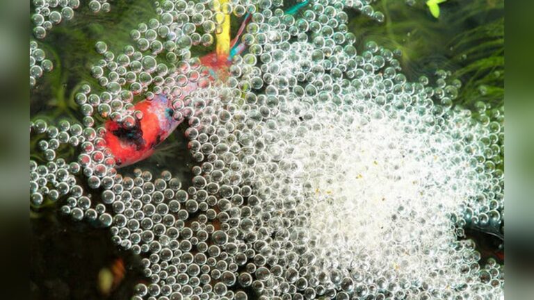 Betta Bubble Nest