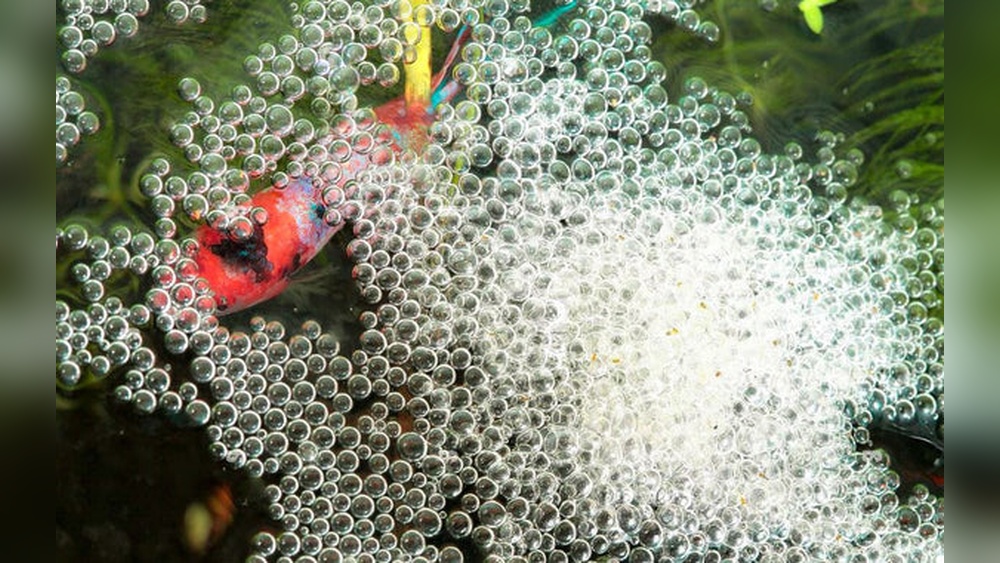 Betta Bubble Nest