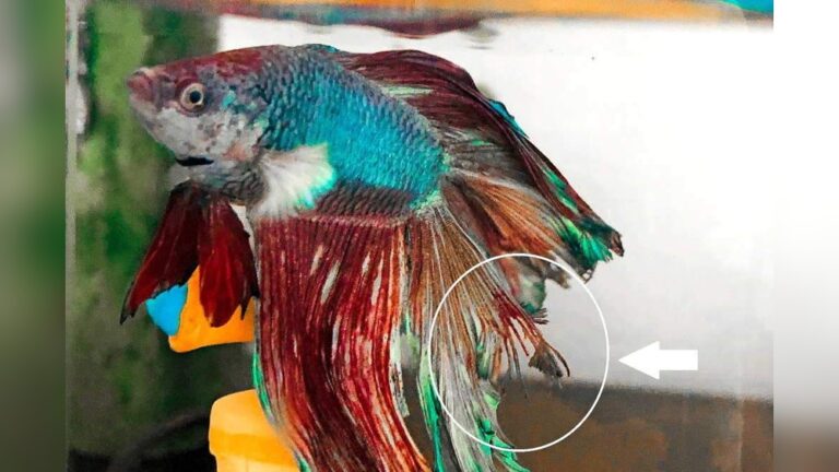 Betta Fin Rot