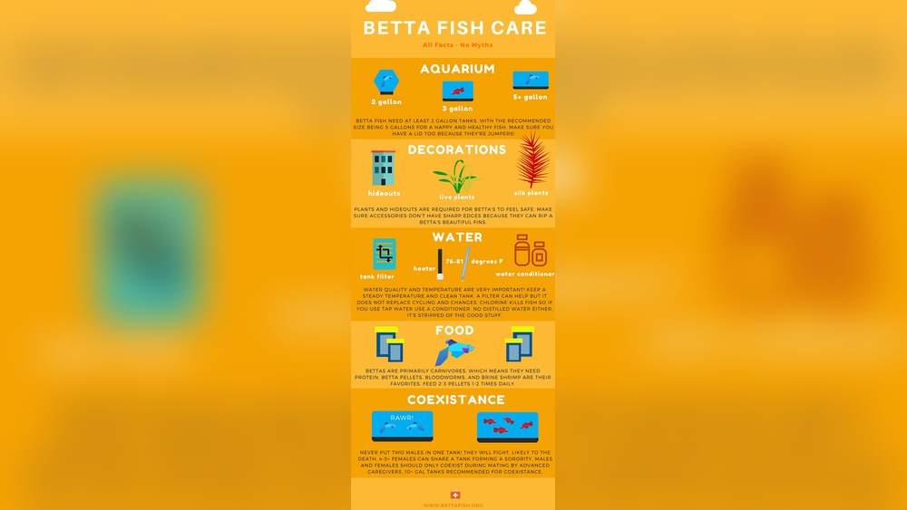 Betta Fish Care