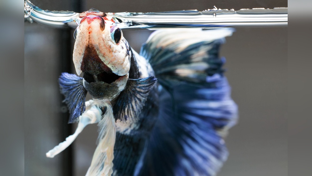 Betta Fish Not Eating