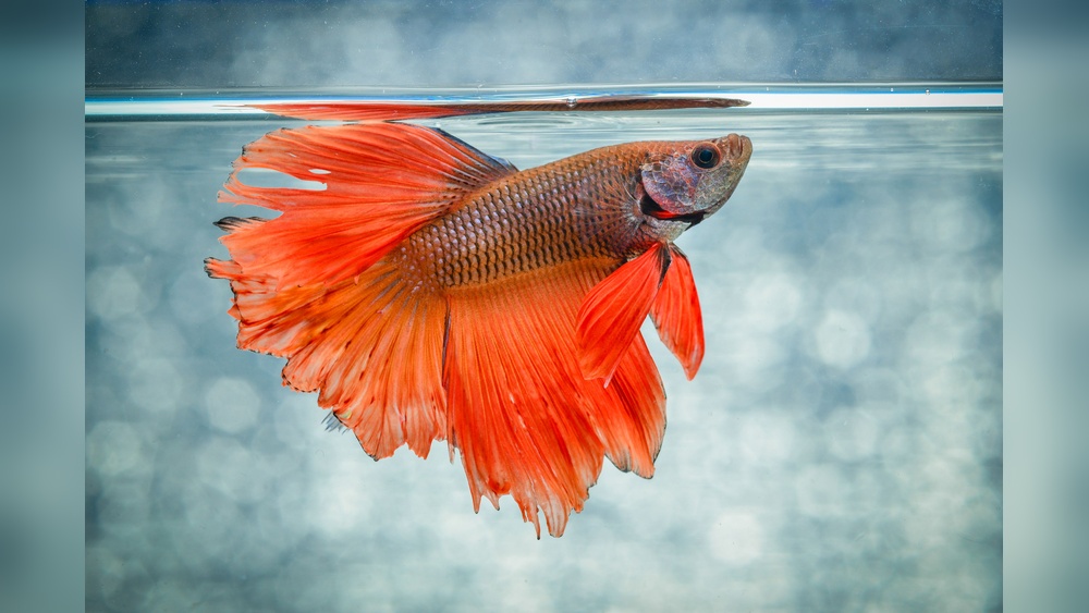 Betta Fish Water Temp