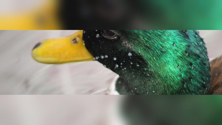 Bird Watching Hotspots Near Me