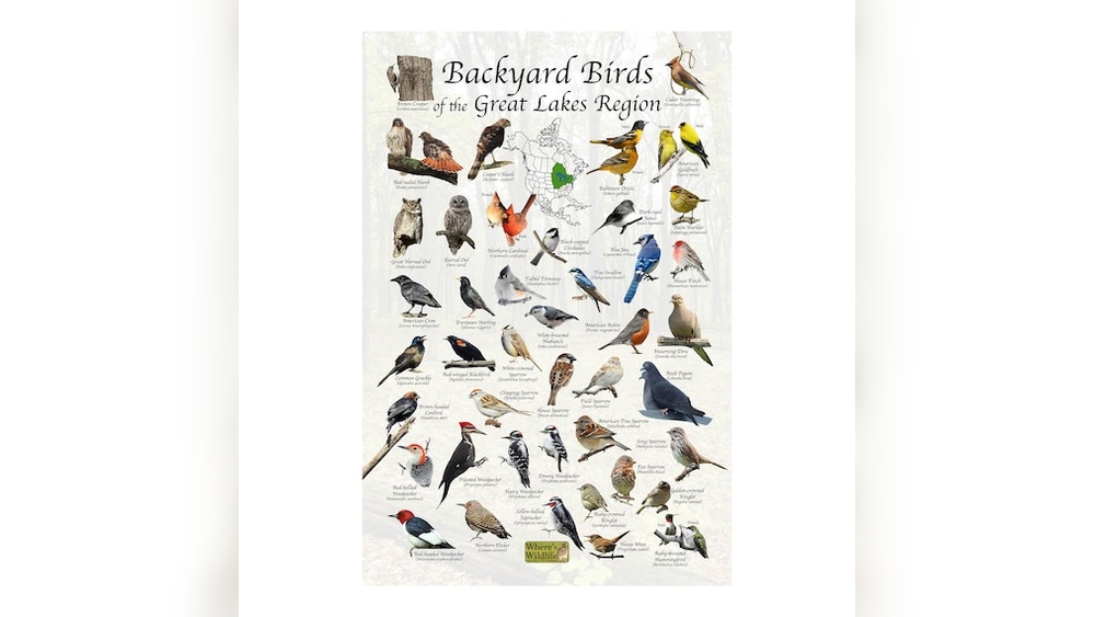 Birding In Sweden A Guide To Exploring Nature And Birds