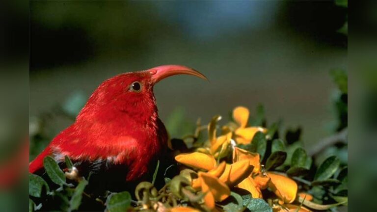 Birding On The Big Island