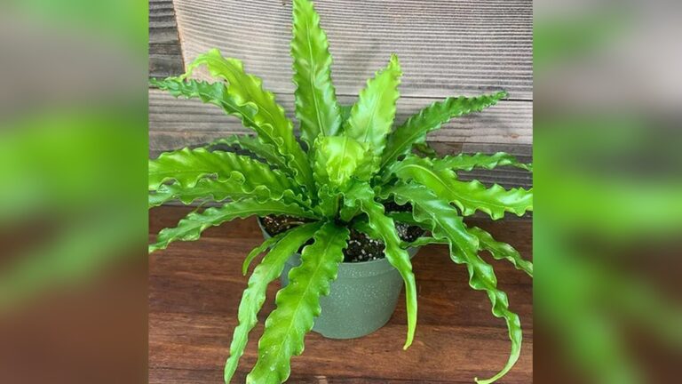 Birds Nest Fern Benefits