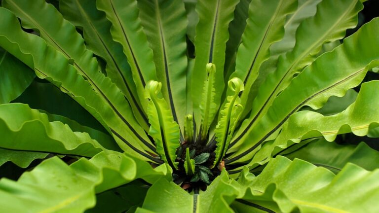 Birds Nest Fern Varieties