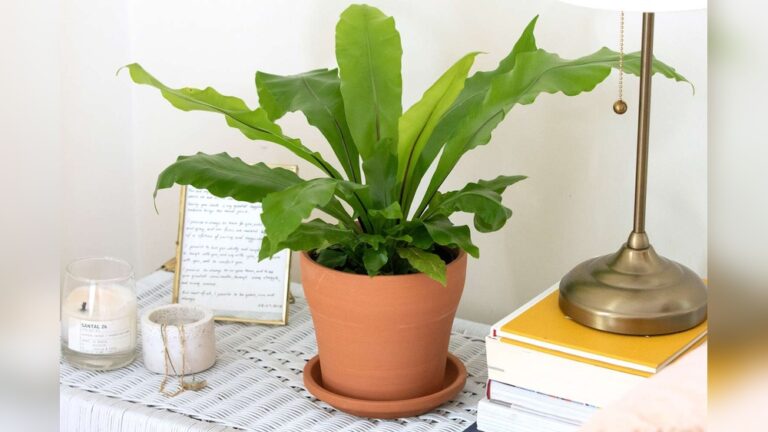 Birds Nest Plant Care