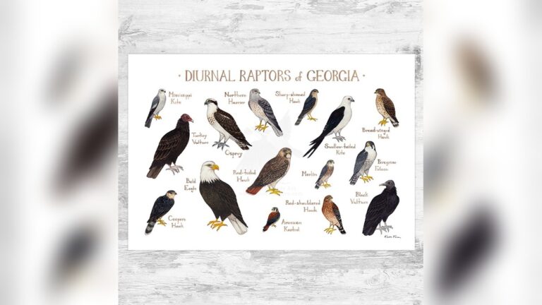 Birds Of Prey In Georgia Usa
