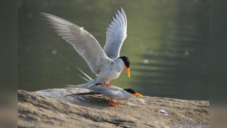 Birds Reproduction Method