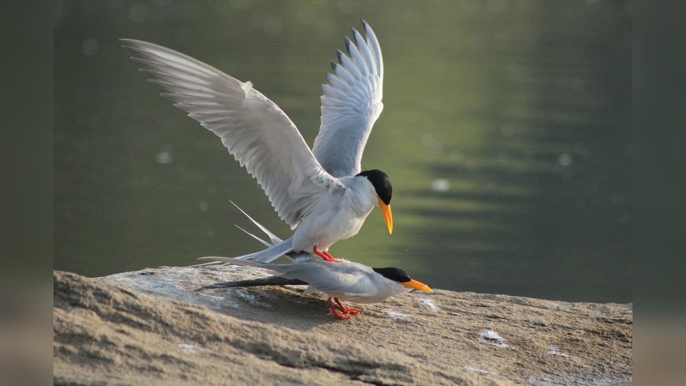 Birds Reproduction Method