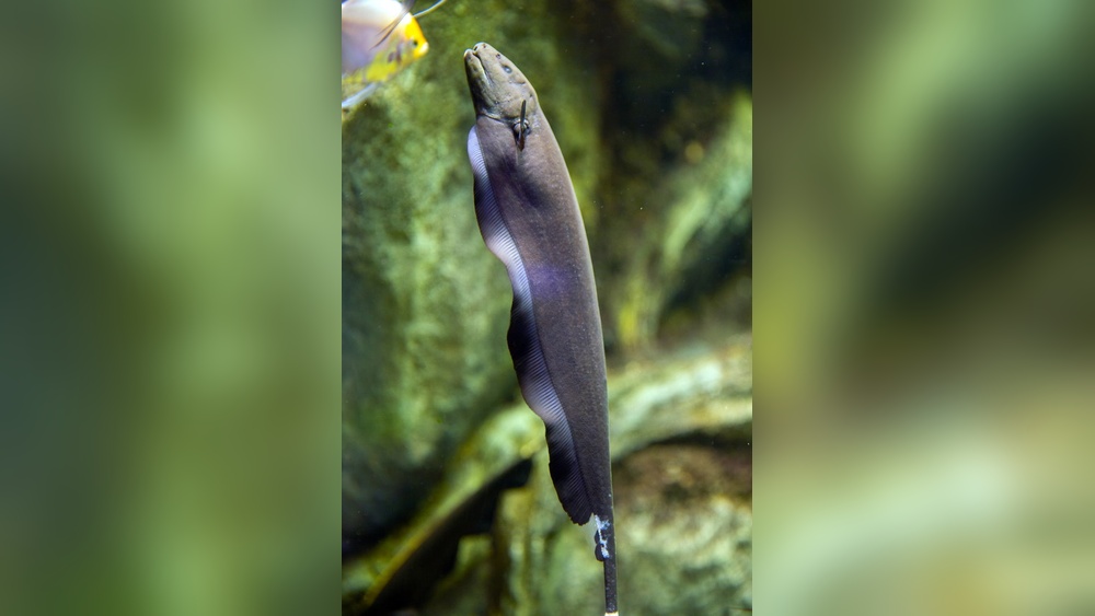 Black Ghost Knifefish