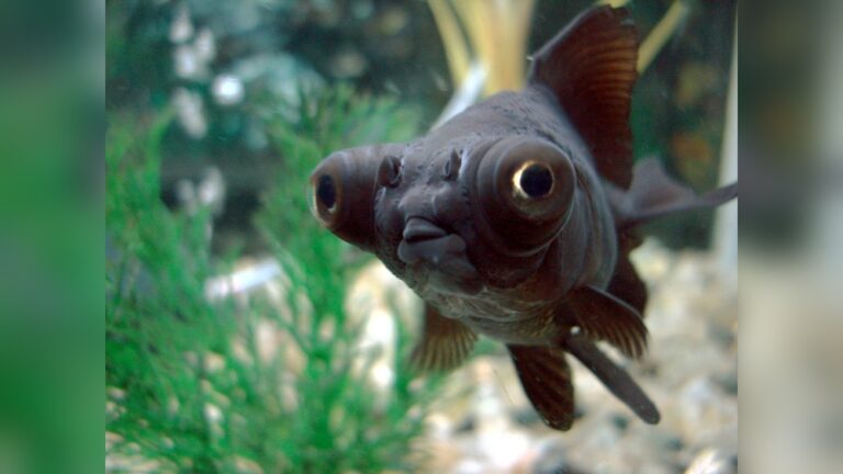 Black Moor Goldfish