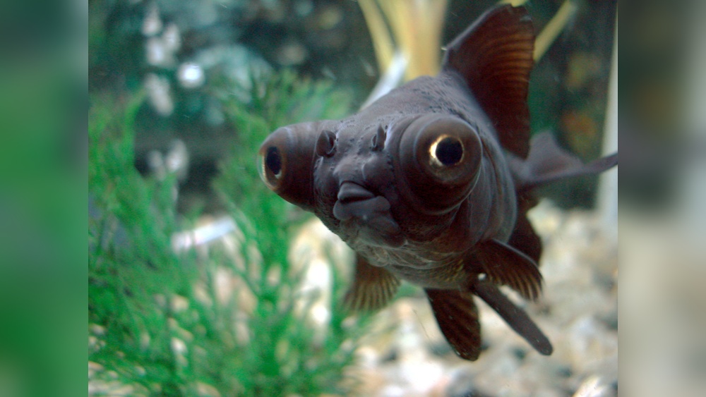 Black Moor Goldfish