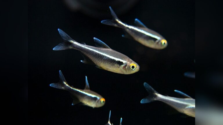 Black Neon Tetra