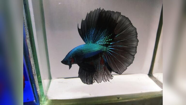 Black Orchid Betta