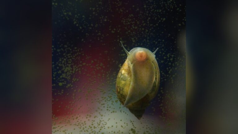 Bladder Snail