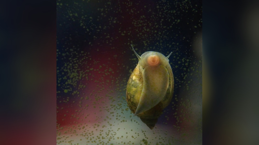 Bladder Snail