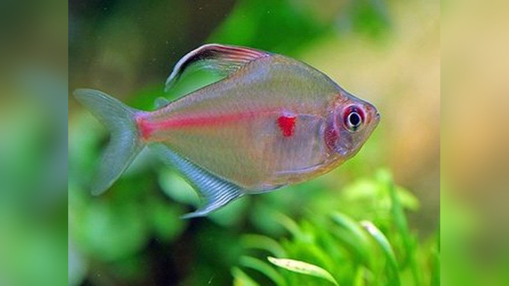 Bleeding Heart Tetra