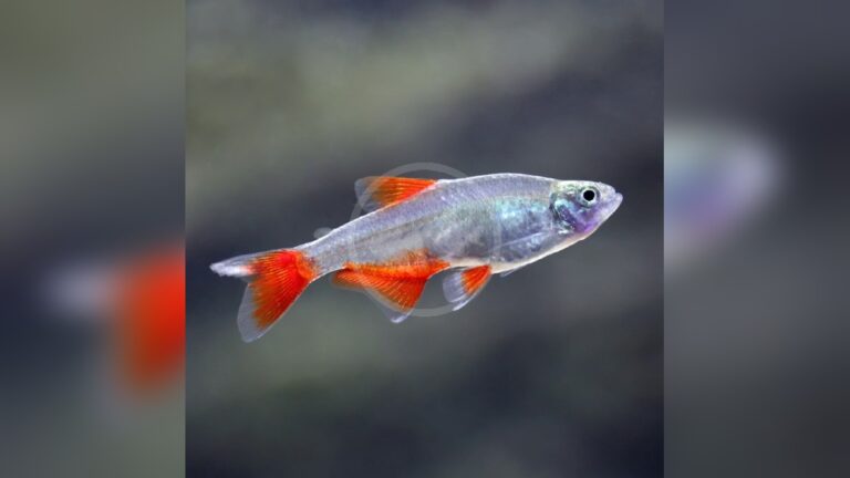 Bloodfin Tetra