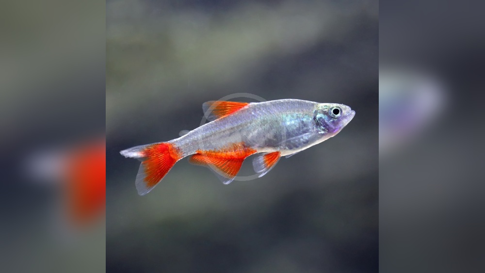 Bloodfin Tetra