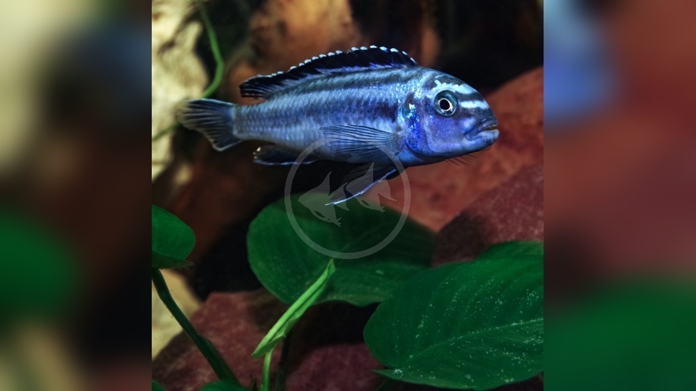 Blue Cichlid