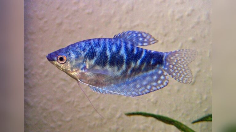 Blue Gourami