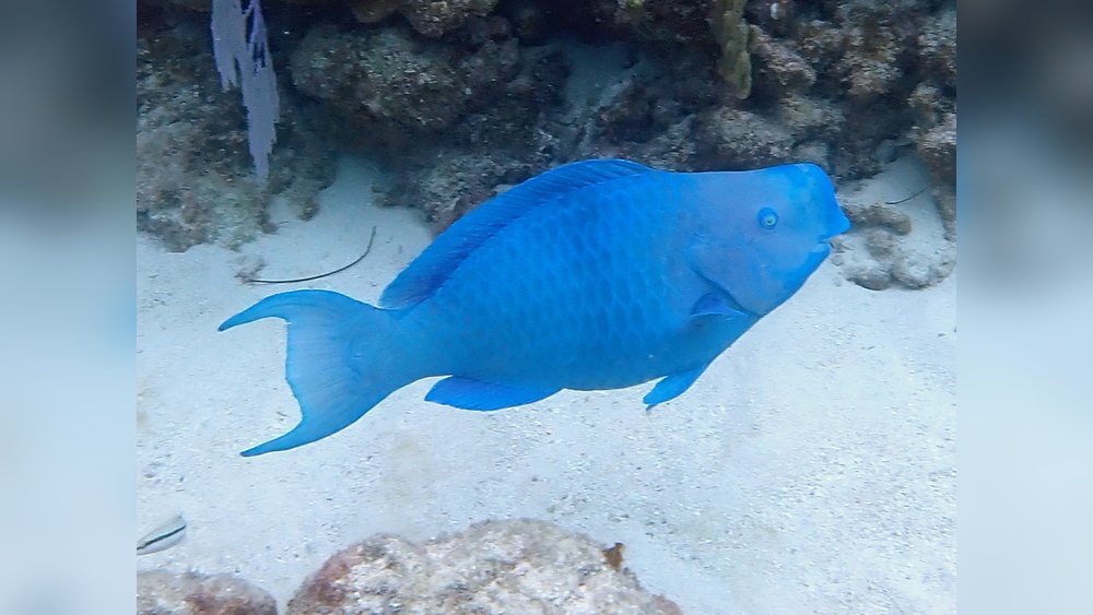 Blue Parrot Fish