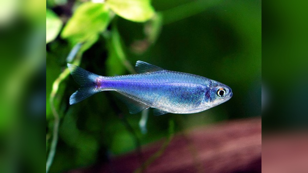 Blue Tetra