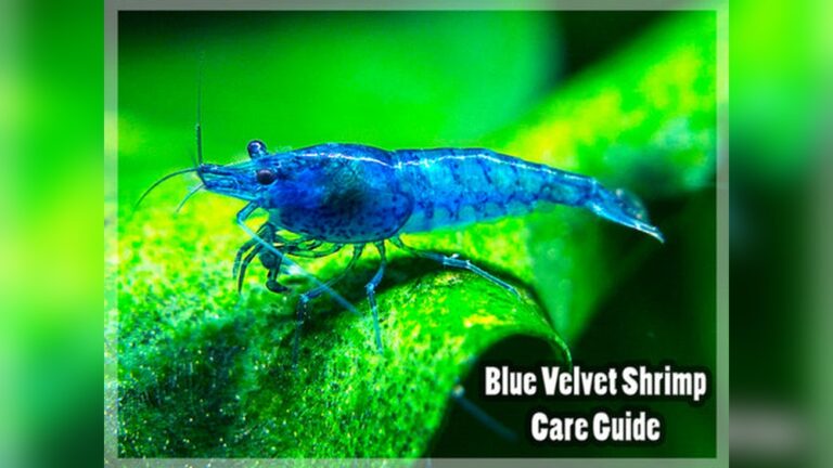 Blue Velvet Shrimp