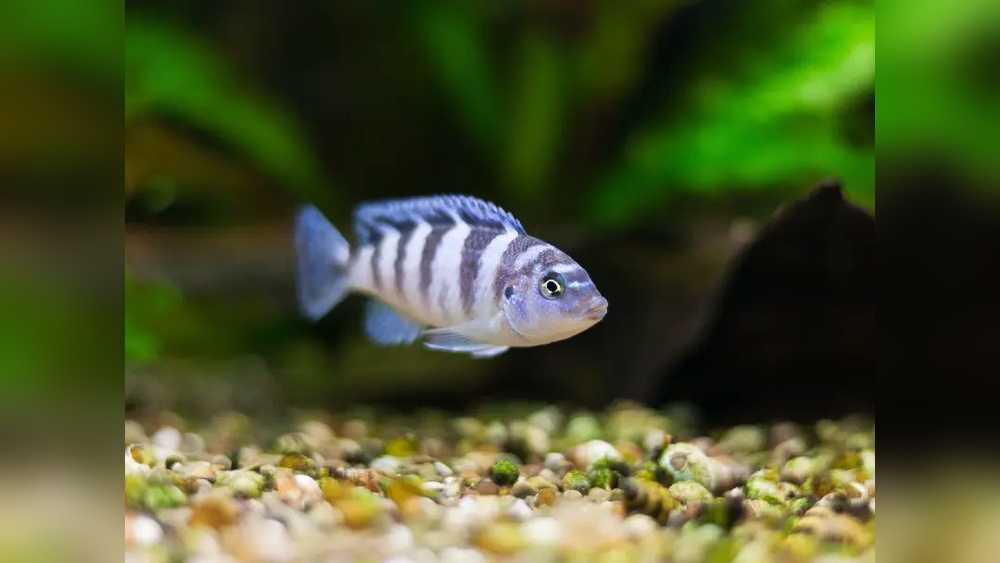 Blue Zebra Cichlids
