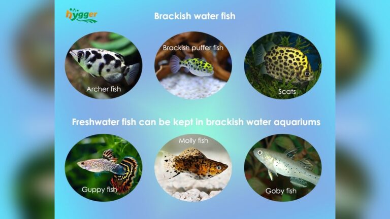 Brackish Water Fish