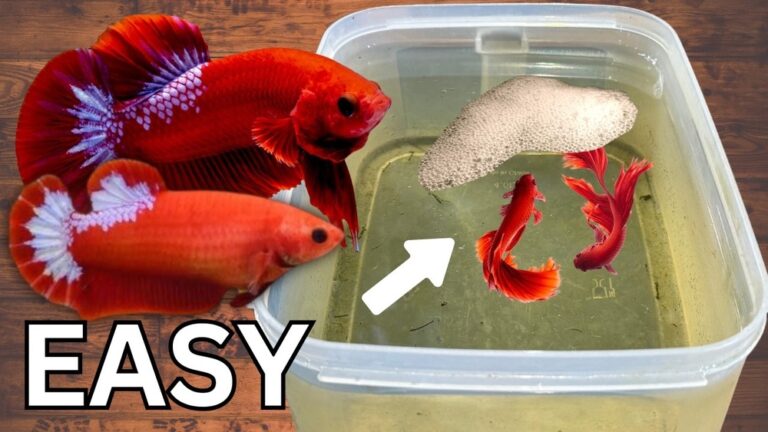 Breeding Betta Fish