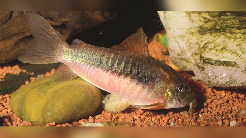 Breeding Corydoras