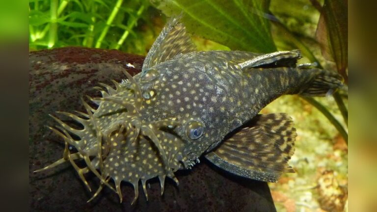 Bristlenose Pleco
