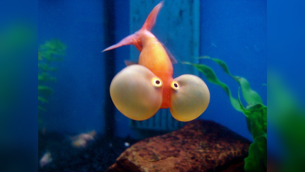 Bubble Eye Goldfish