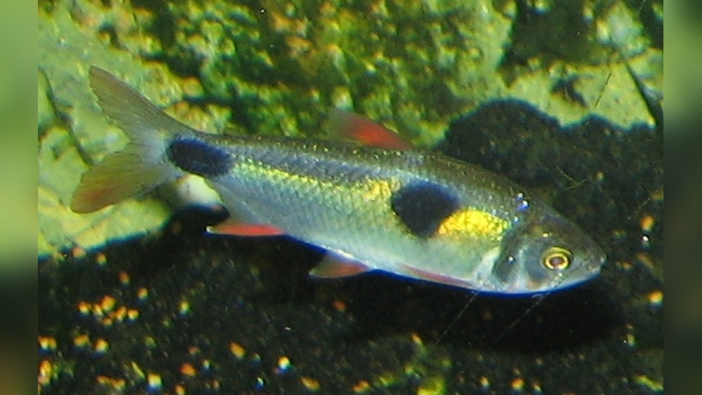 Bucktooth Tetra