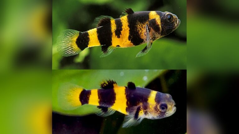 Bumble Bee Goby