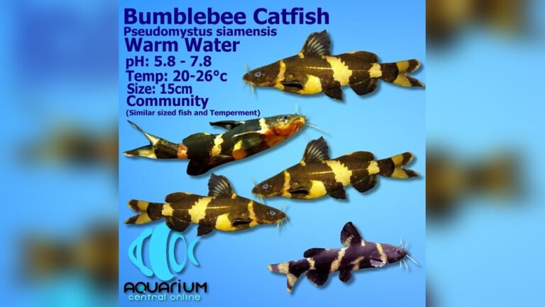 Bumblebee Catfish
