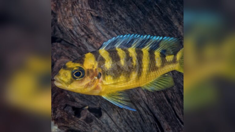 Bumblebee Cichlid