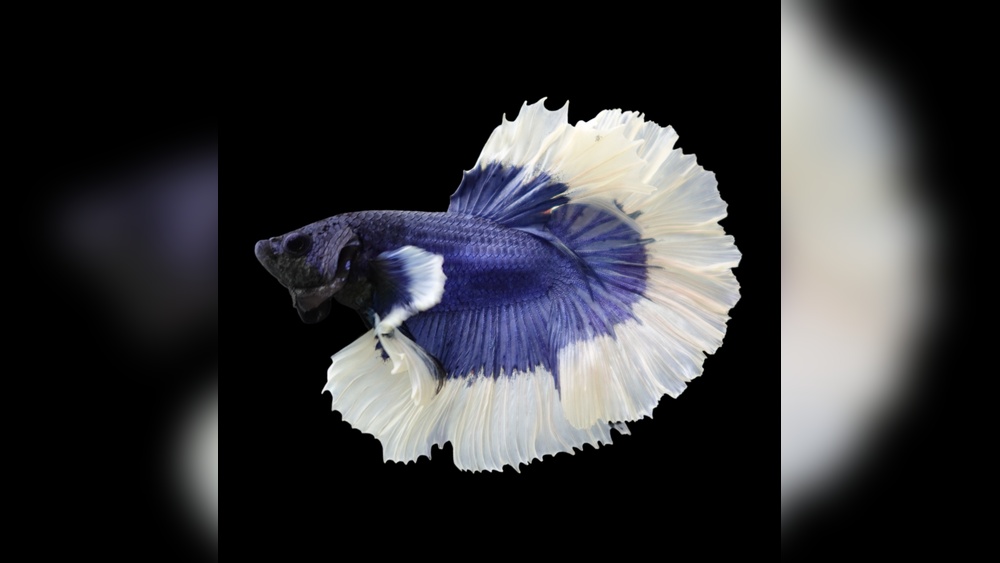 Butterfly Betta