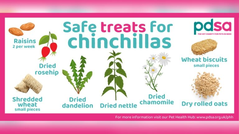 Can Chinchillas Eat Bananas: Surprising Facts You Must Know